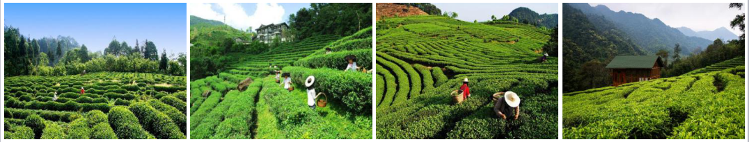 Overall planning and design of Jiuhua Mountain Tea fairy Valley(图6)